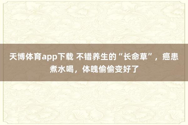 天博体育app下载 不错养生的“长命草”，癌患煮水喝，体魄偷偷变好了